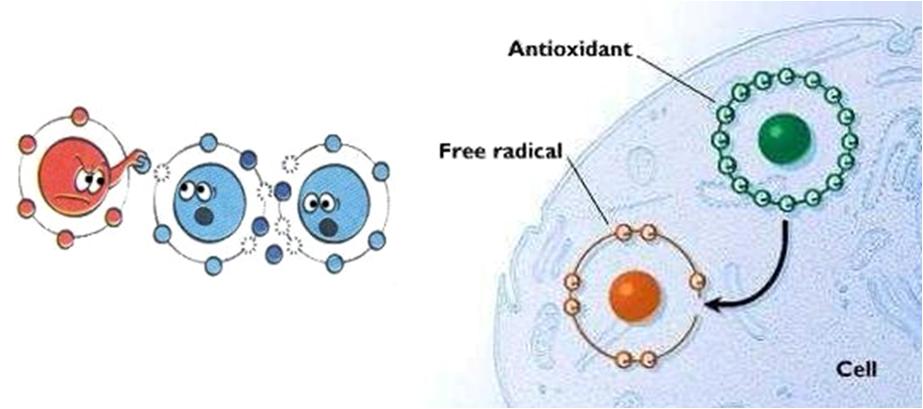 antioxidant-and-free-radical