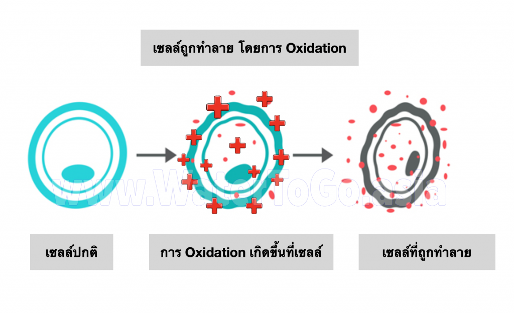 เซลล์เชื้อโรคถูกทำลายโดยกระบวนการเกิดออกซิเดชั่น